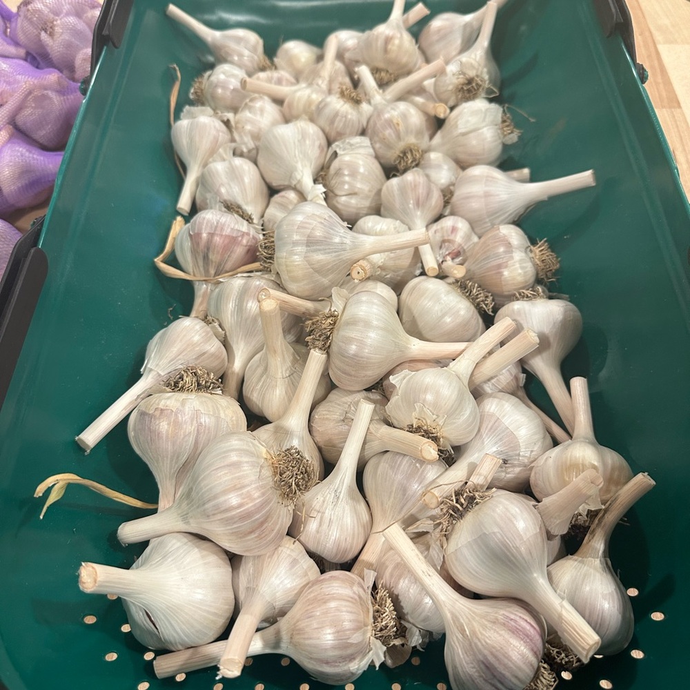 Garlic from The Farm: San Juan Island - Picture 4 of 14